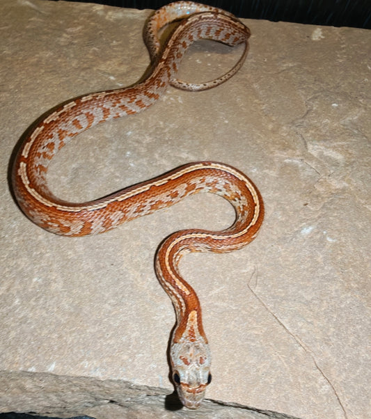 Corn Snake- CB 25 (Mixed Morphs)