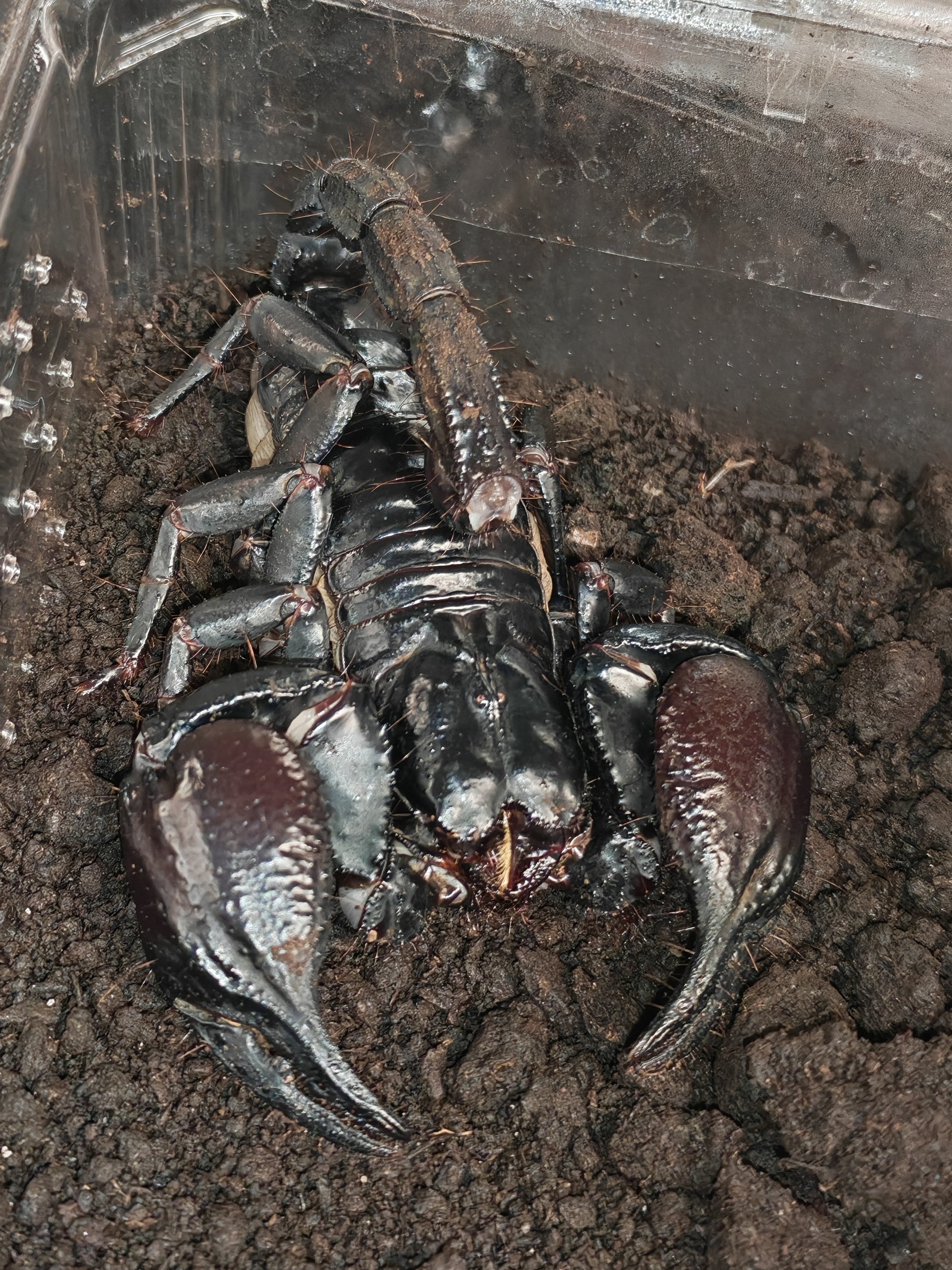 Close-up of a black scorpion on dark soil substrat